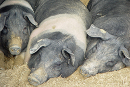 La fattoria biodinamica
