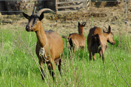 La fattoria biodinamica