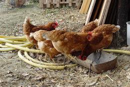 La fattoria biodinamica
