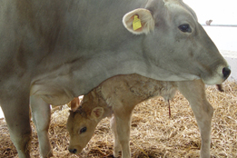 La fattoria biodinamica