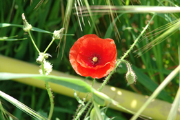 La fattoria biodinamica