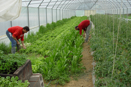 La fattoria biodinamica